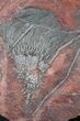 x Scyphocrinites Crinoid Plate - Morocco #22847-3